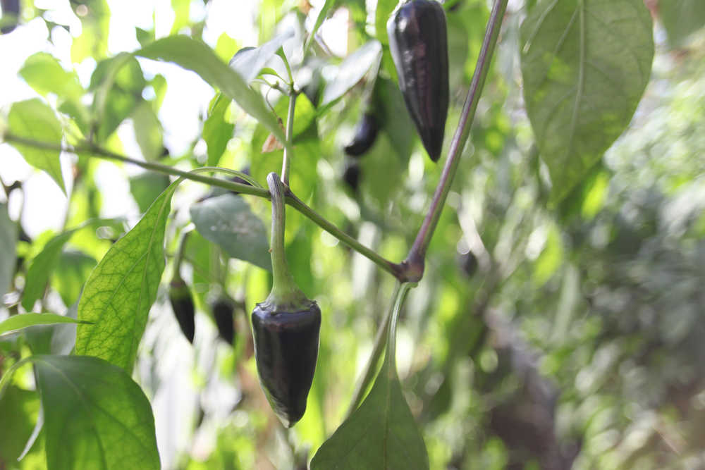 Photo by Kelly Sullivan/ Peninsula Clarion Purple peppers are one of seven pepper varieties Glenn Sackett is groing in his greenhouses Thursday, Sept. 24, 2015, in Sterling, Alaska.