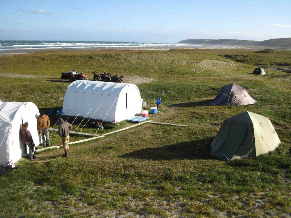 In this Sunday, Aug. 30, 2015, photo, people stand at a campsite involved in removing invasive arctic foxes on Chirikof Island, Alaska. A decades-old campaign to wipe dozens of Alaska islands clean of invasive arctic foxes is a step closer to wrapping up with an eradication effort this summer on a large, uninhabited island that's also home to hundreds of feral non-native cattle. (Steve Ebbert/Alaska Maritime National Wildlife Refuge via AP)