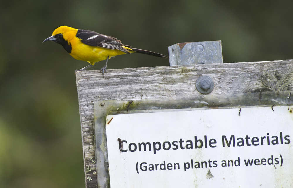 A male hooded oriole perches on sign at the Juneau Community Garden on Sept. 22. (Photo by Michael Penn/Juneau Empire)