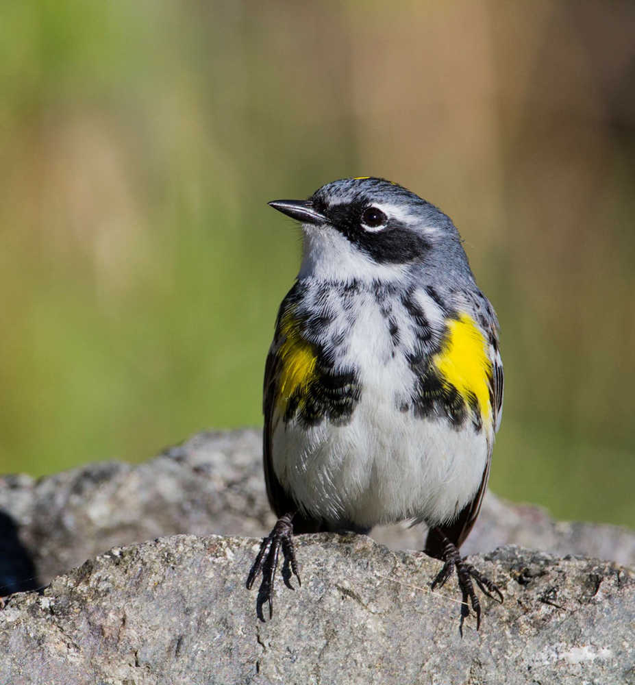The Yellow-rumped Warbler was one of seven bird species examined in detail as part of this pilot study. (Photo courtesy Doug Lloyd)