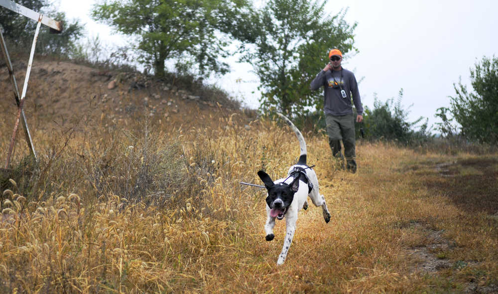 In this photo taken Friday, Sept. 25, 2015, Joe Neumann goes pheasant hunting near St. Joseph, Minn. with his dog Bam, an 8-month-old English pointer. (Briana Sanchez/St. Cloud Times via AP)  NO SALES; MANDATORY CREDIT