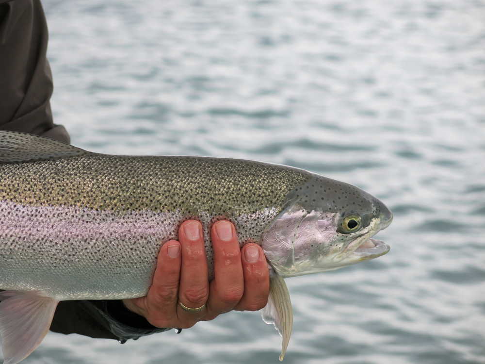 Tight Lines: Autumn fishing: So many options, so little time