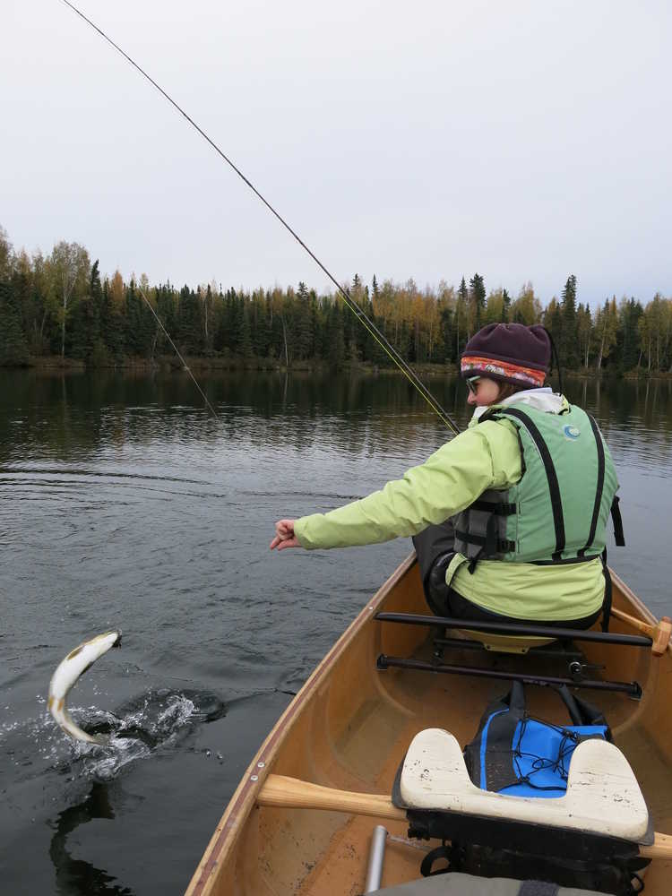 Tight Lines: Autumn fishing: So many options, so little time