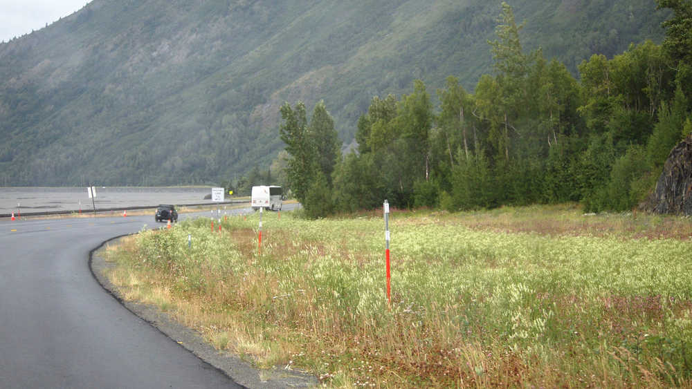 The invasive white sweetclover spreads down the Seward Highway toward the 10-mile wide isthmus at Portage that separates the Kenai Peninsula from the Anchorage area. Photo by John Morton)