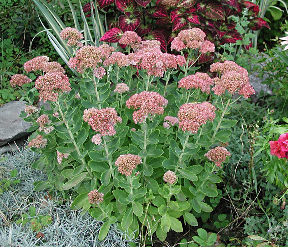 This Friday, Oct. 9, 2015 photo shows Autumn Joy sedum's flowers that offer a long season of beauty as they morph from pink to rose to bronze and, finally, to coppery red, in New Paltz, N.Y. (Lee Reich via AP)