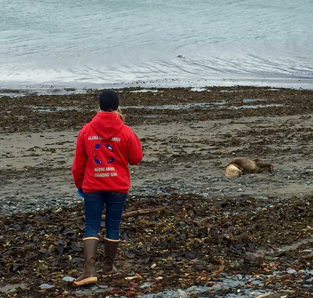 A SeaLife Alaska Center volunteer responds to a report of a sick female otter and pup stranding. The volunteers were able to save the pup, but the mother was too sick to save.