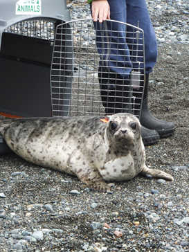 Heli, a rescued seal pup, emerges through an animal carrier as she's released back into the wild on Monday, Oct. 19, 2015, in Juneau, Alaska. Heli had been found abandoned and in poor condition in July. She received care at the Alaska SeaLife Center, where staff this month determined she had made sufficient strides to be released. (AP Photo/Becky Bohrer)