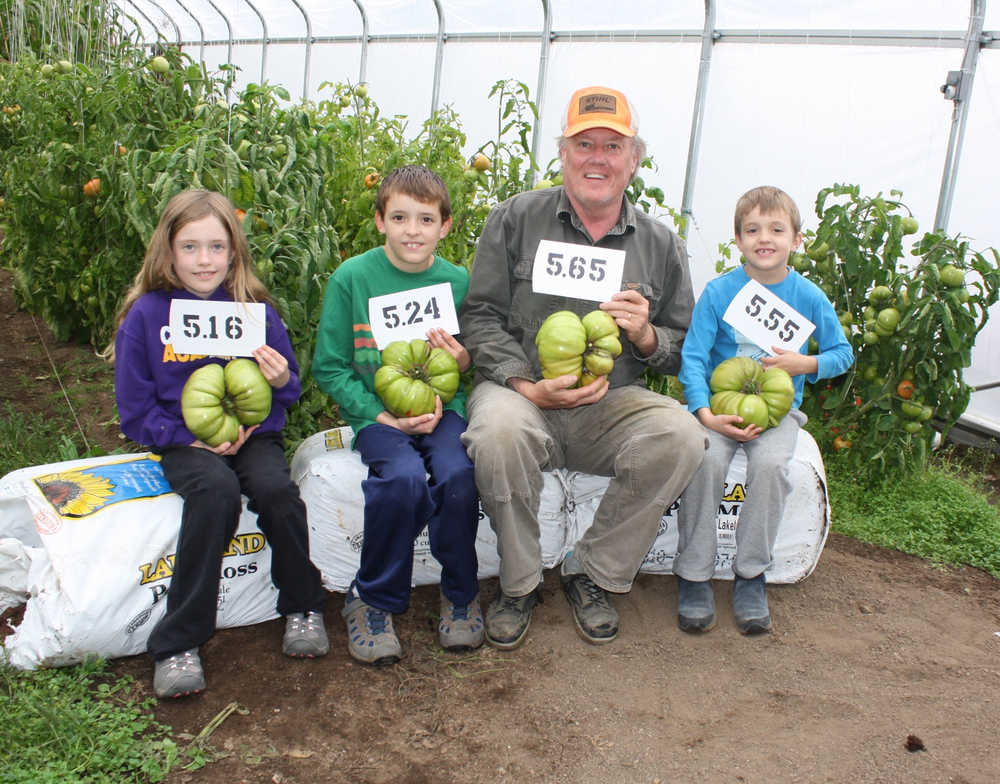 Photo by Kelly Sullivan/ Peninsula Clarion Patrick White rigged a systems of lines, wheels and strings to hoist and hold his weighty tomatoes and the plants they feed on, which he says is just one element that contributed to his successful yield this year, Tuesday, Oct. 13, 2015, in Soldotna, Alaska.