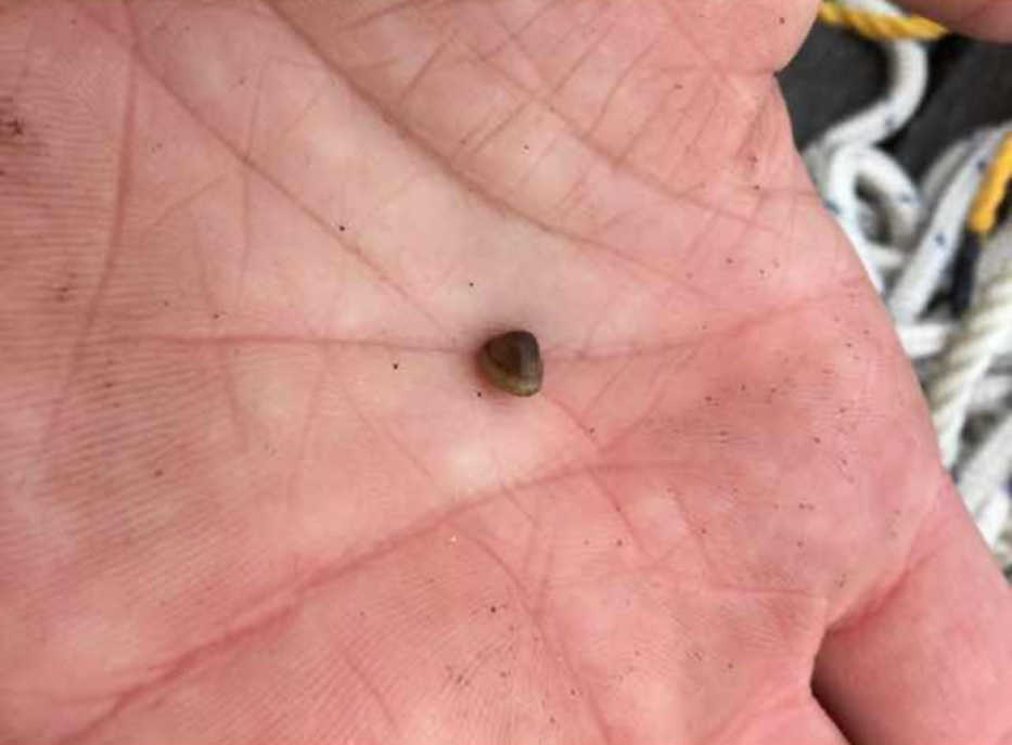 A tiny seed clam (Pisidium sp.) from Headquarters Lake was identified using a LifeScanner DNA barcoding kit (http://bit.ly/1XiwOkA).