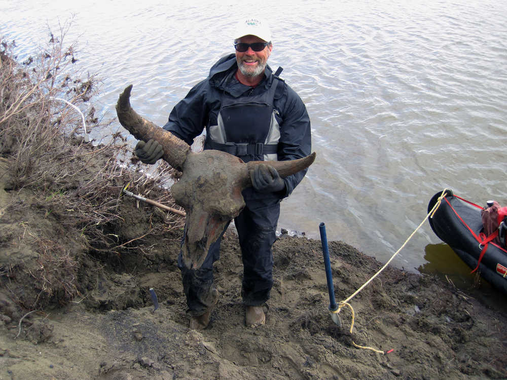 This June 2012 photo released by the Bureau of Land Management shows University of Alaska Fairbanks researcher Daniel Mann as he holds a steppe bison skull from the last ice age that he and fellow UAF researcher Pamela Groves found together with the rest of its well-preserved skeleton near a lake in Northern Alaska.  Although the Arctic's frozen ground preserves bones remains exceptionally well, said Mann, it's rare to find such a complete skeleton. The bison, which the researchers nicknamed "Bison Bob," dated to 40,000 years ago and still had some fur on it. A research paper published Monday, Nov. 2, 2015 says large ice age mammals may have gone extinct in northern Alaska when grassland turned to peat and rising sea levels covered the Bering Land Bridge. (Pamela Groves/Bureau of Land Management via AP)