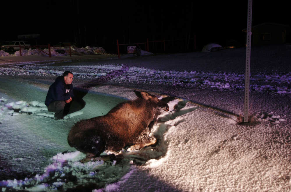 Photo by Megan Pacer/Peninsula Clarion A bystander waits with a young moose after it was hit by an oncoming car on Tuesday, Nov. 3, 2015 at mile 3 of the Kenai Spur Highway.