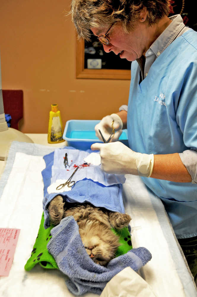 Dr. Jeanne Olson of Fairbanks prepares to stitch up a cat after spaying her during a spay/neuter clinic at the Salvation Army church on Forest Drive on Friday.