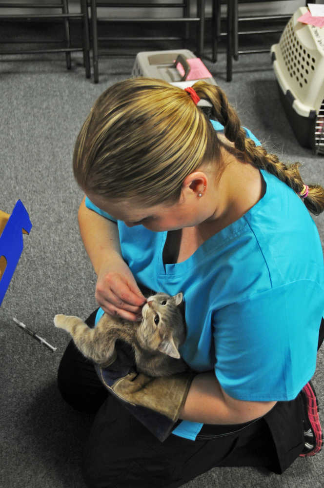 Emily Machos of the Animal Spay/Neuter Assistance Program in Fairbanks gives an aspirin to a young cat before anesthesizing her to spay her at a spay/neuter clinic in Kenai Friday.