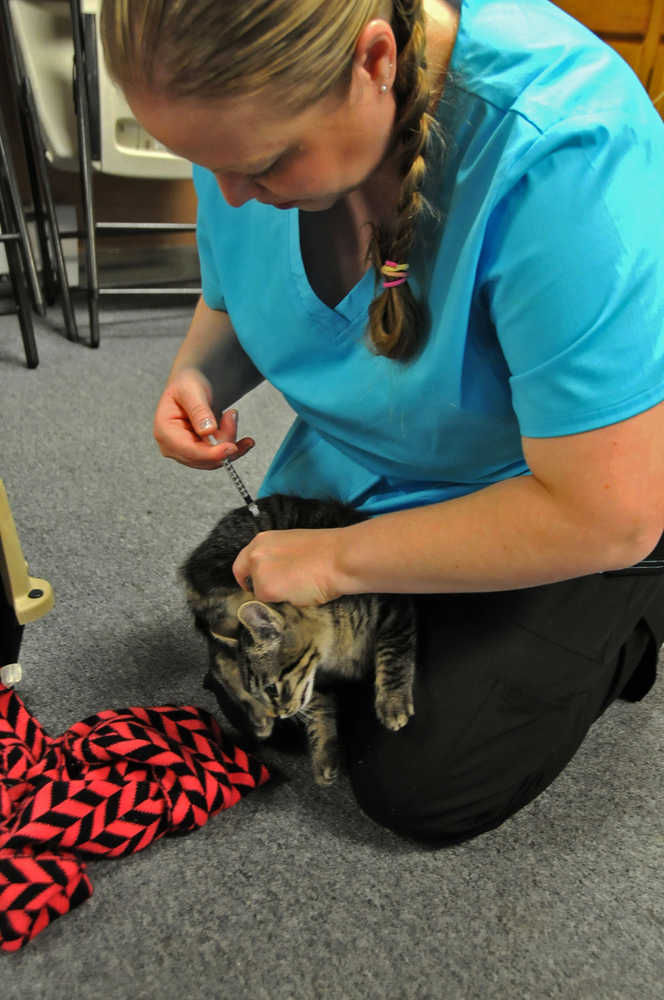 Emily Machos of the Animal Spay/Neuter Assistance Program in Fairbanks anesthesizes a young cat Friday at a spay/neuter clinic held at the Salvation Army church in Kenai.