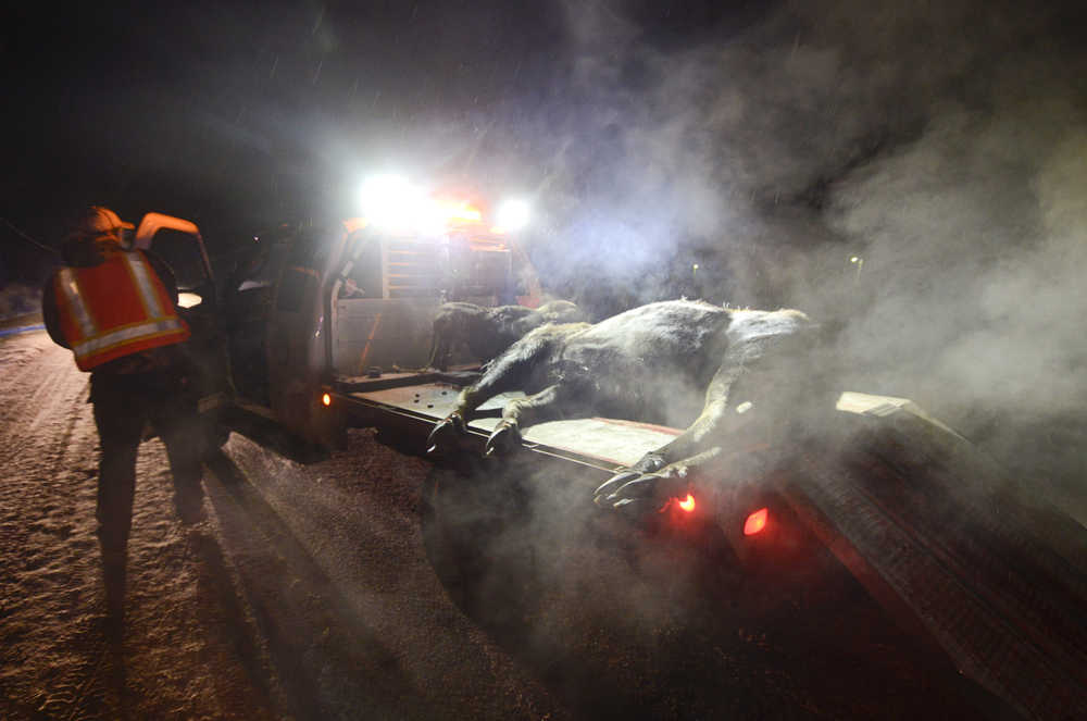 File photo by Rashah McChesney/Peninsula Clarion In this Dec. 13, 2013 file photo, a volunteer Alaska Moose Federation driver removes a dead moose from the Kenai Spur Highway in Kenai, Alaska. At least two people collided with moose on Monday on the Kenai Peninsula according to Alaska State Troopers.