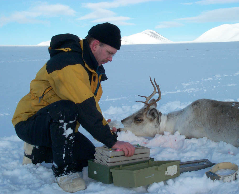 Alaska Department of Fish and Game Area Manager Jeff Selinger collars a caribou from the Kenai Mountain herd in 2003. (Photo courtesy Kenai National Wildlife Refuge)