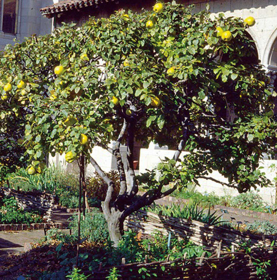 In this undated photo, In fall, bright yellow quince fruits call out to be harvested from among the small tree's craggy stems in New York. (Lee Reich via AP)