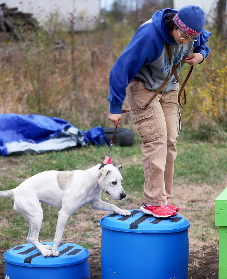 ADVANCE FOR USE SUNDAY, NOV. 15 - In this photo taken Nov. 5, 2015, Tonia Reeser takes a dog named Bella across an obstacle course created by her nephew Eagle Scout Jeremiah Reeser behind the Central Nebraska Humane Society in Grand Island, Neb. (Andrew Carpenean/The Independent via AP) MANDATORY CREDIT