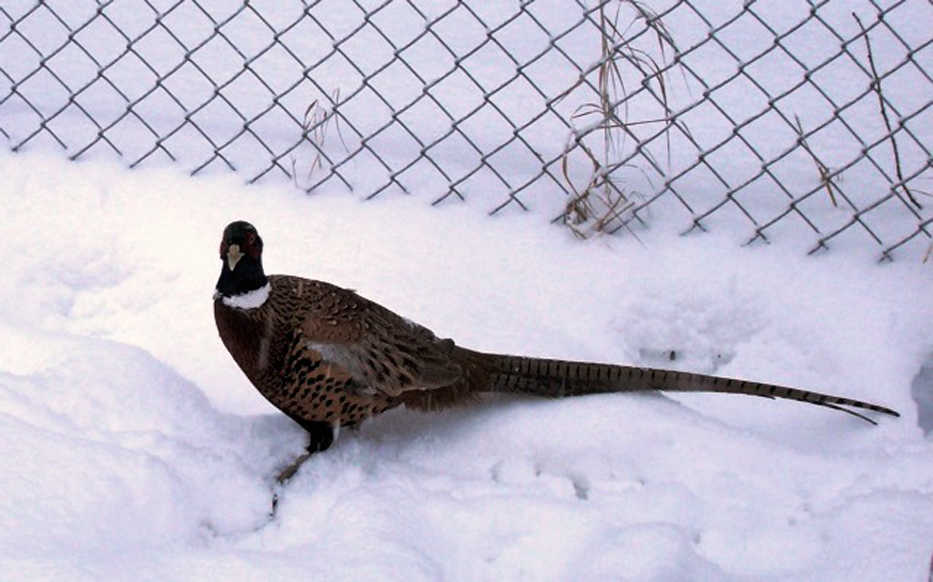 A Chinese ring-necked pheasant is pictured near Morgan's Landing on the Kenai River. Feral pheasants likely support a breeding population in the wild on the southern Kenai Peninsula.  (Photo courtesy Ken Marlow)