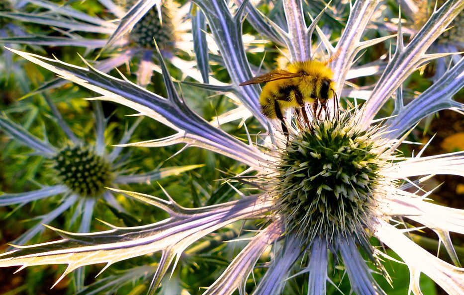 This July 5, 2015 photo shows a bumblebee gathering pollen from a clump of eryngo, late-summer-blooming wildflowers, that are members of the carrot family, in a yard in Langley, Wash. Bees tend to confine their attention to one flower species during a single foraging trip, but they move from plant to plant, favoring cross-pollination. (Dean Fosdick via AP)