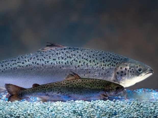 Photo courtesy AquaBounty Technologies, Inc. The AquaAdvantage salmon (rear) grows larger than a natural salmon (front) by the same age.