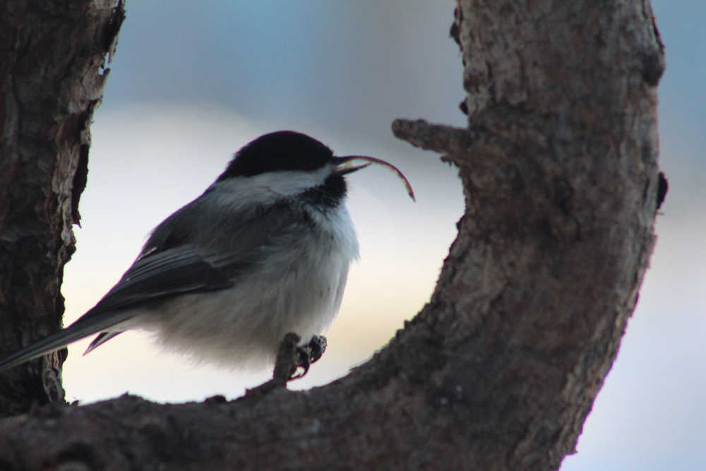 This photo of a chickadee with a deformed beak was taken on Nov. 16 at the residence of Bruce and Pamela Manley in Kasilof. (Photo courtesy Ben Romig)