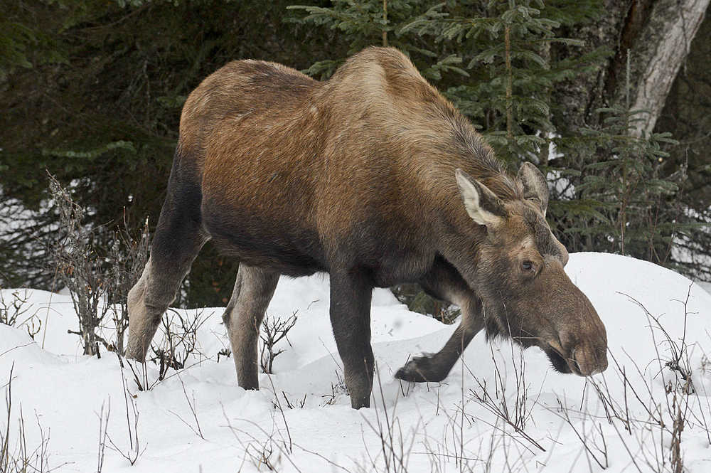 Photo by Rashah McChesney/Peninsula Clarion  A moose looks for a bite to eat in a lawn on Beaver Loop Road on Tuesday Nov. 24, 2015 in Kenai, Alaska.