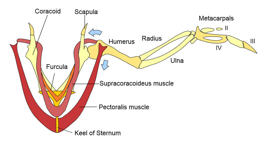 Photo courtesy Wikipedia  Simplified anatomy of the structural components used in bird flight.  If you prefer eating white meat at Thanksgiving, you're eating the turkey's pectoralis and supracoracoideus muscles