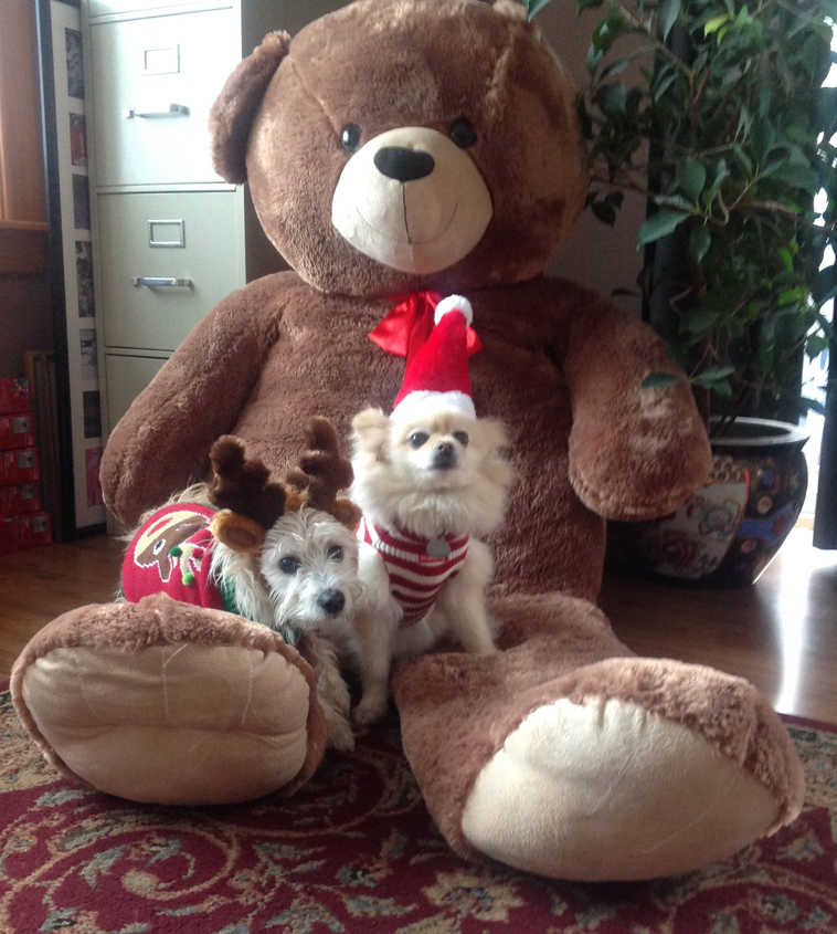 Paul and Suzanne Jackson of Nikiski shared this photo of Flounder (reindeer) and Squid (Santa), feeling festive in their holiday attire. (Submitted photo)