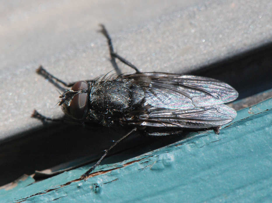 A male cluster fly suns on the siding of the Kenai National Wildlife Refuge headquarters building, March 23. (Photo by Matt Bowser)