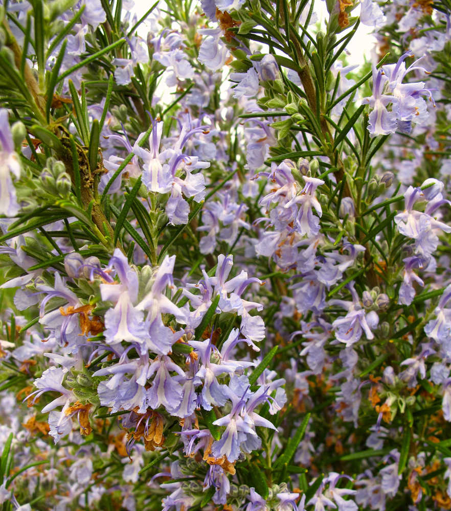 This April 26, 2013 photo shows a blooming shrub of rosemary, bordering a yard near Langley, Wash., which is a multi-purpose plant like many other herbs. Rosemary has an array of uses - as an ornamental alongside other flowering perennials, for crafting, flavoring, attracting pollinators and as an aromatic. (Dean Fosdick via AP)