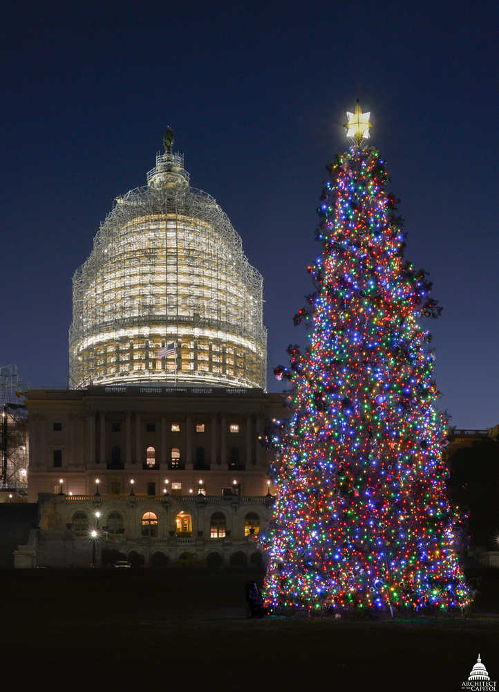 Photo courtesy/Architect of the CapitolThis year's Capitol Christmas Tree in Washington D.C. is a Lutz spruce from Primrose on the Kenai Peninsula.