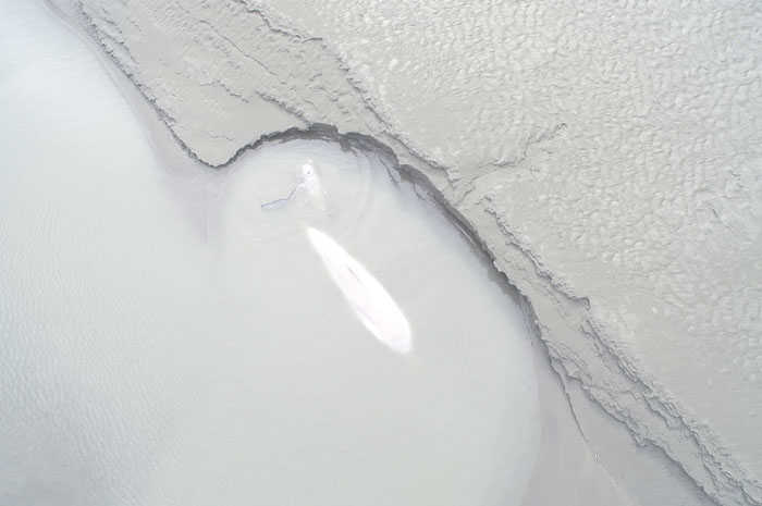 Photo courtesy Alaska Aerial Media Two endangered Cook Inlet beluga whales, as shown from an image captured by an unmanned aircraft system last August, stranded in the Turnagain Arm on the mudflats.