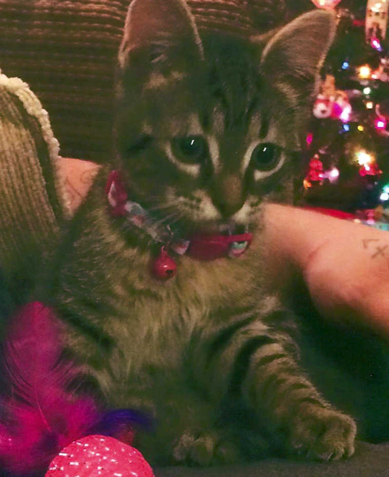 Jayden Andrew and Kobu Carl Rodgers Whipple of Kenai shared this photo of their new kitten, Lucy. They say their parents, Andy and Kimberly, adopted Lucy because they wanted a kitten for Christmas. They write, "We really like Lucy and she is a real good kitten."