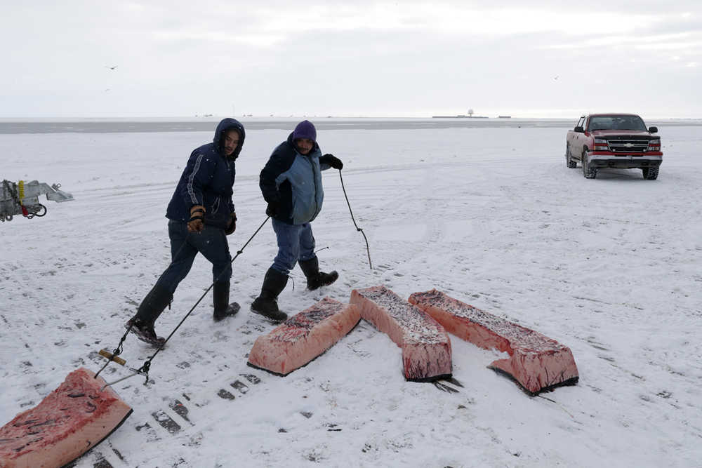 FILE - In this Oct. 7, 2014 file photo, men haul sections of whale skin and blubber, known as muktuk, as a bowhead whale is butchered in a field near Barrow, Alaska. The environment is changing and the Inuit, who consider themselves a part of it, want measures taken to protect their culture. (AP Photo/Gregory Bull, File)