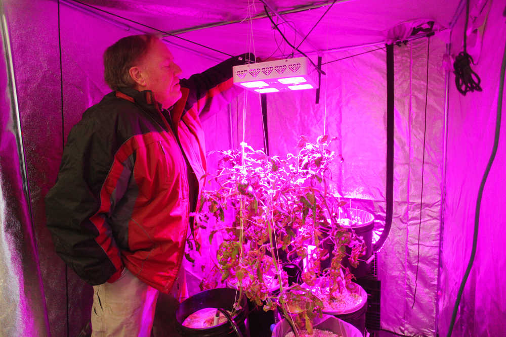 Photo by Kelly Sullivan/ Peninsula Clarion Patrick White adjusts the LED lights over the four tomato plants he is growing in hopes of breaking the world record for biggest tomato grown indoors, Wendesday, Jan. 6, 2016, in Soldotna, Alaska.