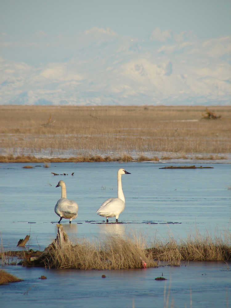Mt. Redoubt provides a scenic backdrop on the Kenai Flats, one of the more important areas visited during the 2015 Christmas Bird Count. These Trumpeter Swans were photographed in April 2006, but the conditions were identical to what was encountered during this year's count. (Photo courtesy Kenai National Wildlife Refuge)