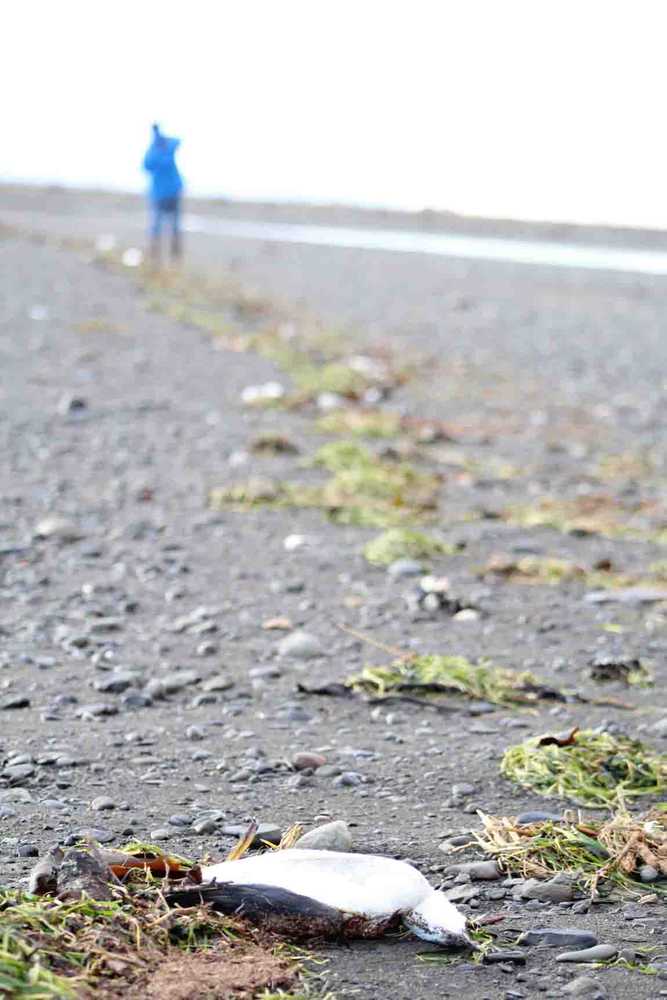 Homer News counted 126 dead murrs washed up on the mud trail next to Homer's Spit on Dec. 31, 2015.