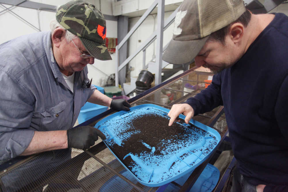 Photo by Kelly Sullivan/ Peninsula Clarion Fred Sturman and his son Steve Sturman check a pile of dirt for worm cocoons, Wednesday, Dec. 30, 2015, at Circle M Worm Farm of Alaska in Nikiski, Alaska.