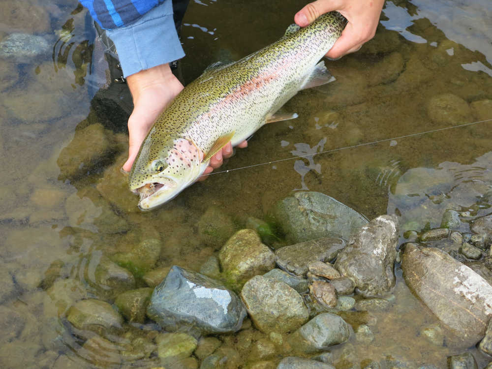 If you're taking a photo, have the camera ready and keep the fish in the water or just above it. (Photo courtesy Dave Atcheson)