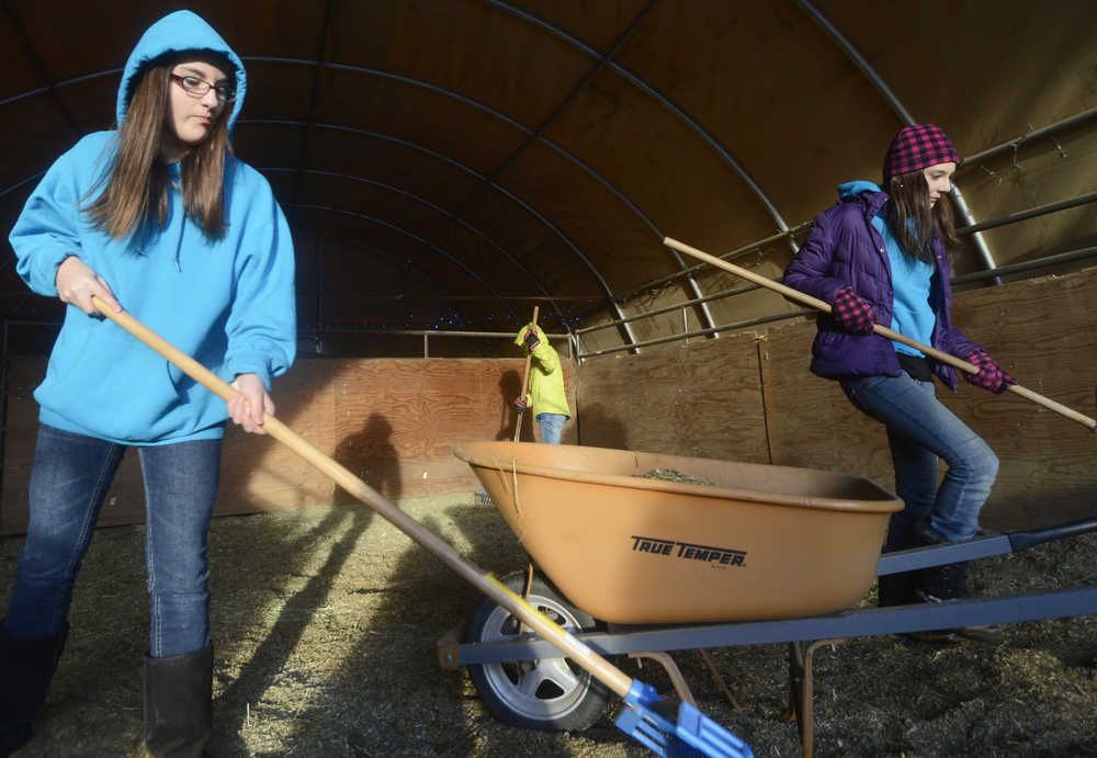 Photo by Megan Pacer/Peninsula Clarion Nikiski residents and sisters Cierra Mitchell, left, and LaRaey Mitchell, right, scoop manure out of a barn as part of a service project on Wednesday, Jan. 20, 2016 at the home of Jacque White off of Kalifornski-Beach Road in Kenai, Alaska. The girls and other members of the 4-H group the North Wind Riders are raising money for a project called Beads of Courage by cleaning area barns and stables.