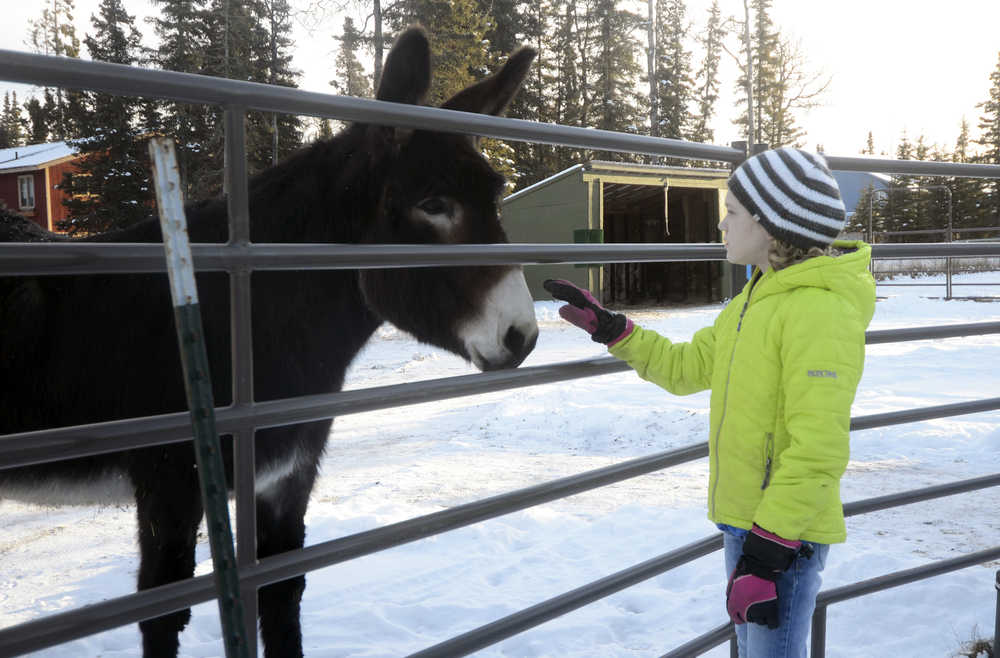 Photo by Megan Pacer/Peninsula Clarion Kenai resident Mercedes Tapley, 11, greets a donkey named Dixie before getting to work on a service project on Wednesday, Jan. 20, 2016 at the home of Jacque White off of Kalifornski-Beach Road in Kenai, Alaska. Tapley helped clean White's barn with members of the North Wind Riders, a  local 4-H group.
