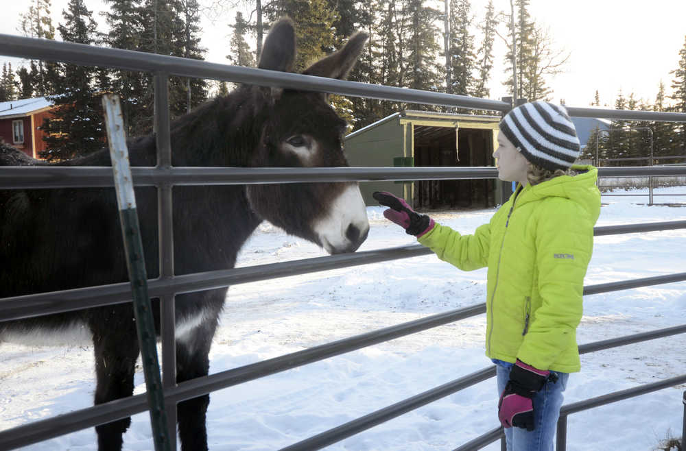 Photo by Megan Pacer/Peninsula Clarion Kenai resident Mercedes Tapley, 11, greets a donkey named Dixie before getting to work on a service project on Wednesday, Jan. 20, 2016 at the home of Jacque White off of Kalifornski-Beach Road in Kenai, Alaska. Tapley helped clean White's barn with members of the North Wind Riders, a  local 4-H group.