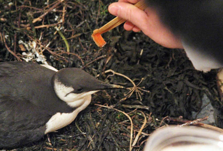 FILE - In this Thursday, Jan. 7, 2016 file photo, Hai Han feeds a common murre in the bathtub of his vacant apartment in Whittier, Alaska. He hand feeds salmon chunks to the bird two to three times after he founds it starving to death on a beach in Whitter. A federal laboratory that assesses disease in wildlife is calling for more research into the deaths of thousands of common murres and other seabirds off Alaska's coast. The National Wildlife Health Center, part of the U.S. Geological Survey, issued a wildlife bulletin Friday, Jan. 22, 2016 on emaciated common murres found dead over the past 11 months.(AP Photo/Mark Thiessen, File)