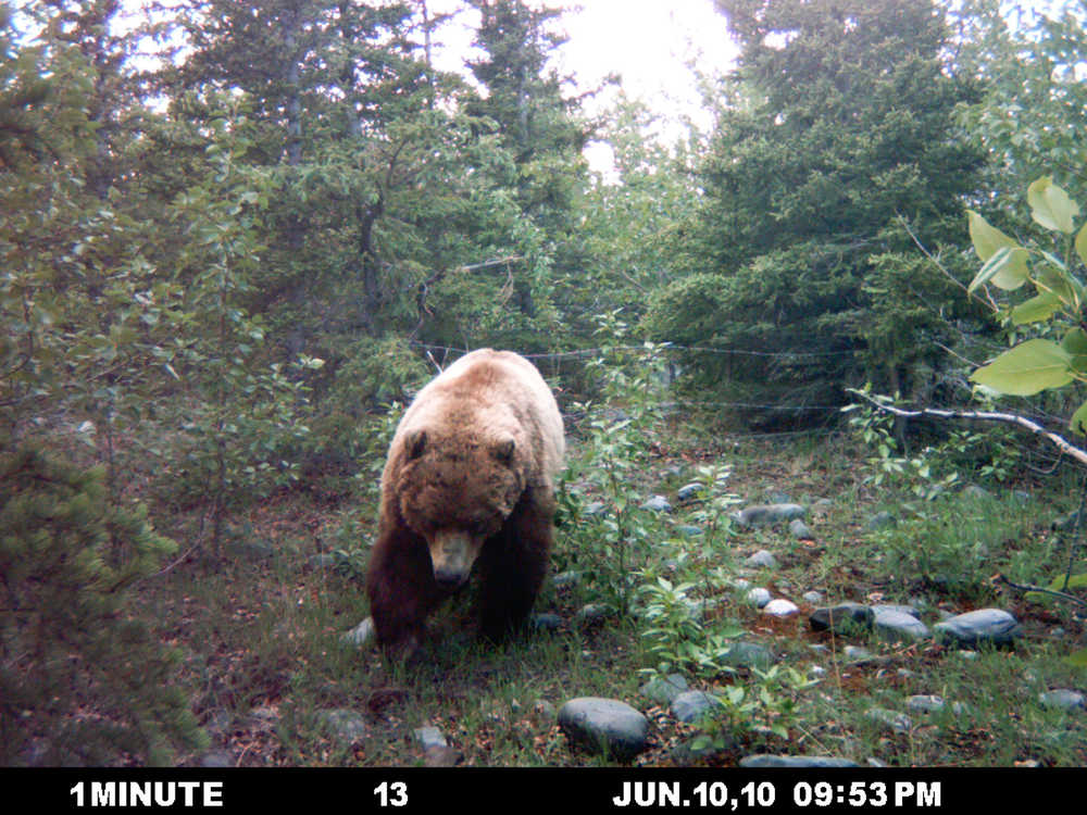 A brown bear leaves hair snagged on a barbed wire enclosure in June 2010.  DNA from those hairs was used to help estimate the brown bear population on the Kenai Peninsula, a study published in the Journal of Wildlife Management early this year.  (Photo courtesy Kenai National Wildlife Refuge)