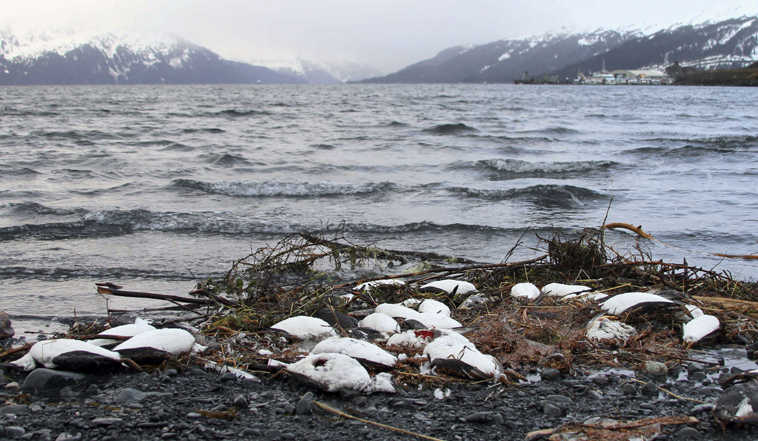 FILE - In this Thursday, Jan. 7, 2016 file photo, dead common murres lie washed up on a rocky beach in Whittier, Alaska. A federal scientist seeking reasons for a massive die-off of one of the most abundant seabirds in Alaska, the common murre, suggests a close look at their relationship to some of the ocean's smallest creatures, zooplankton, that may be affected by warming water. (AP Photo/Mark Thiessen, File)