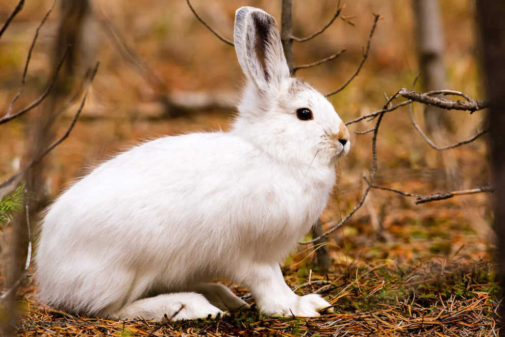 White snowshoe hares in a snowless landscape are more likely to be predated. (Photo by Cindy Goeddel Photography)