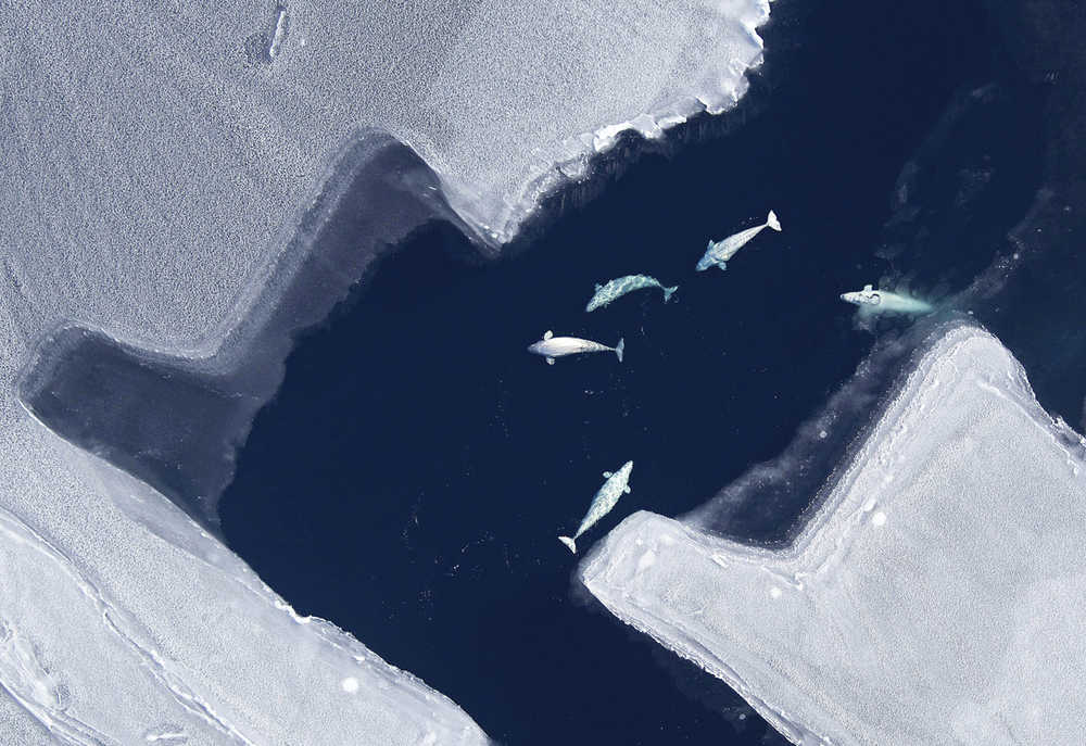 This May 11, 2011 photo released by North Slope Borough and the National Oceanic and Atmospheric Administration (NOAA) shows a beluga whale pod in the Chukchi sea near Alaska. An analysis of the diving patterns of beluga whales off Alaska's northern coast indicates they target Arctic cod and will dive to great depths to reach food. (Vicki Beaver/North Slope Borough/NOAA via AP)