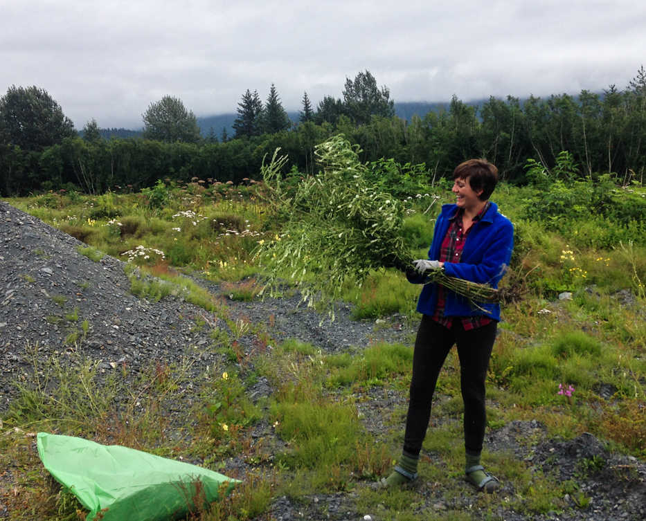 Kelsey Hass, part of a 2-person strike team hired by the Homer Soil & Water Conservation District, removes white sweetclover in Seward, one of two species targeted by partners of the Cooperative Weed Management Area for complete eradication from the Kenai Peninsula.