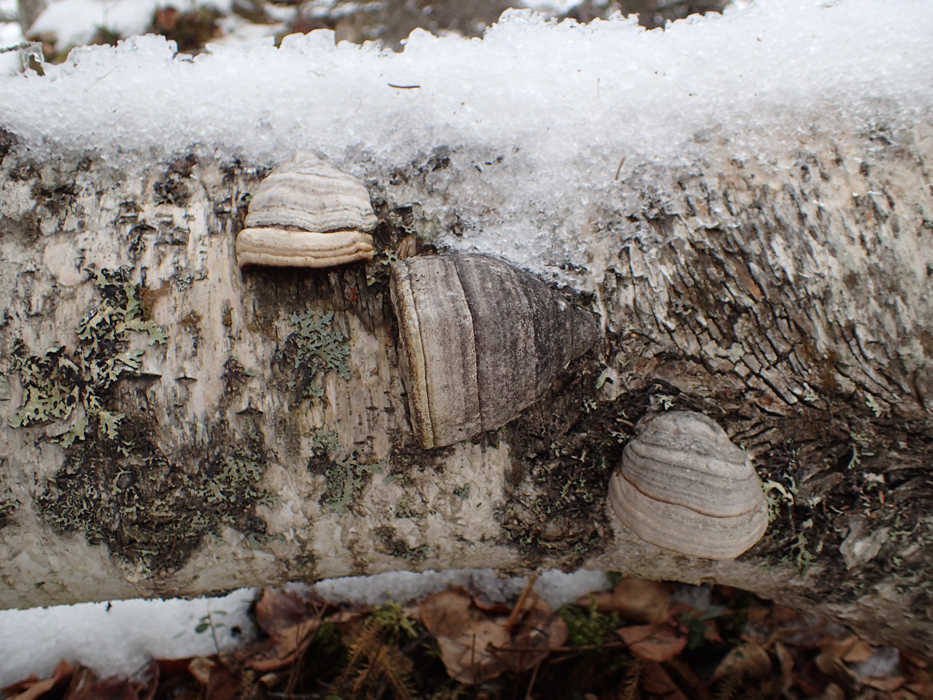 A conch of a fungus (Fomes fomentarius) on a birch log near Nordic Lake, Kenai National Wildlife Refuge, on Feb. 17. (Photo courtesy Matt Bowser, Kenai National Wildlife Refuge)